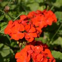 Pelargonium x 'Lequinteau'